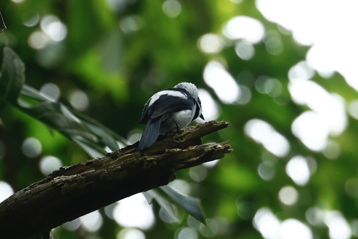 Pied Monarch - ML647212374