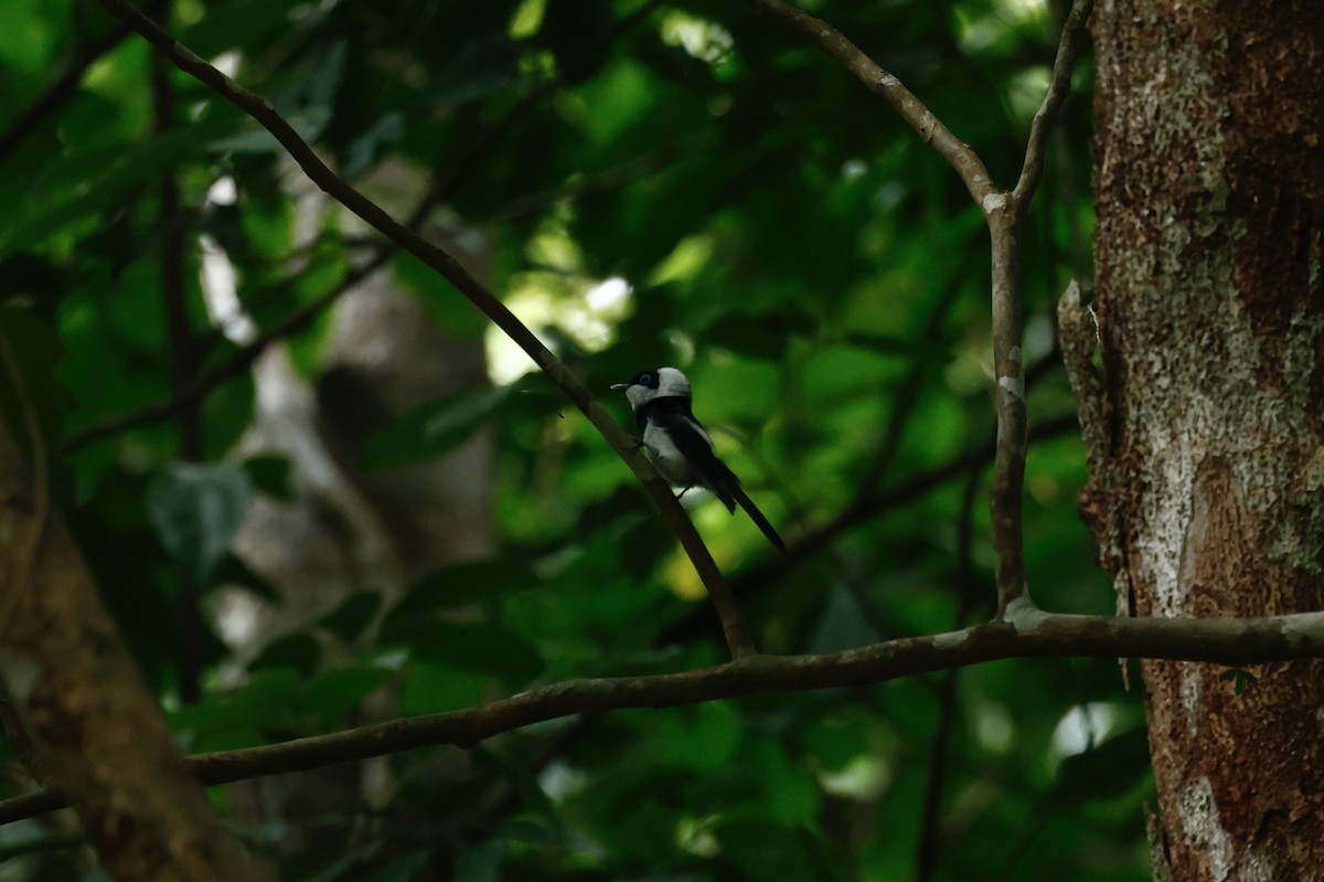 Pied Monarch - ML647212375