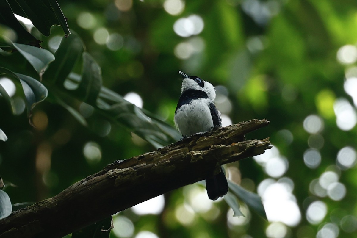 Pied Monarch - ML647212376