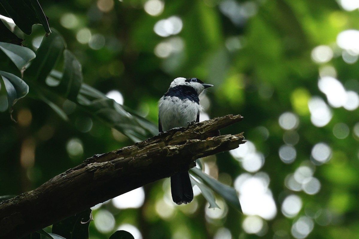 Pied Monarch - ML647212377