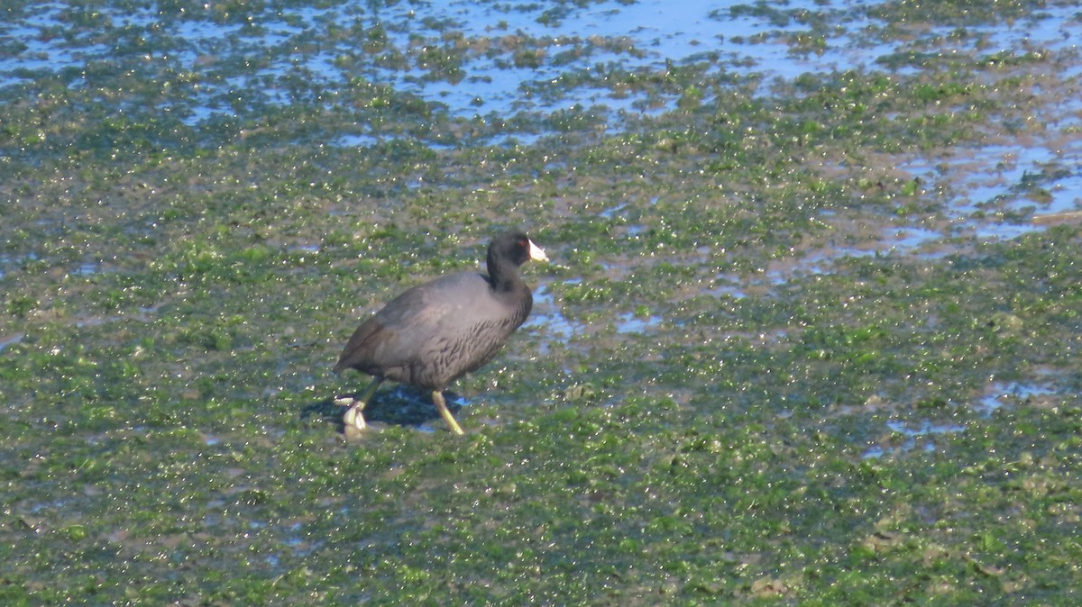 Kopetazuri amerikarra (amerikarra) - ML647212381