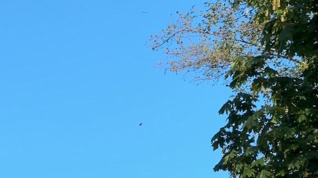 Pygargue à tête blanche - ML647212384