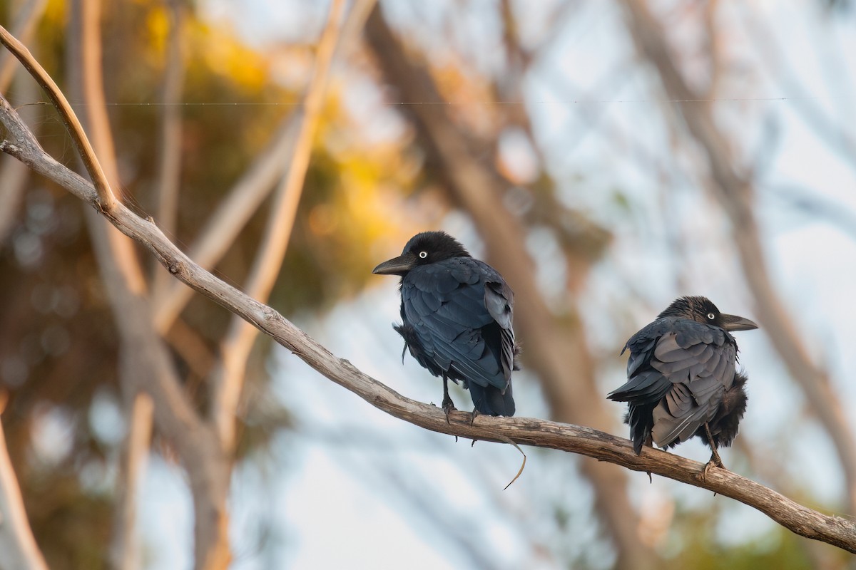 ミナミコワタリガラス - ML647212385