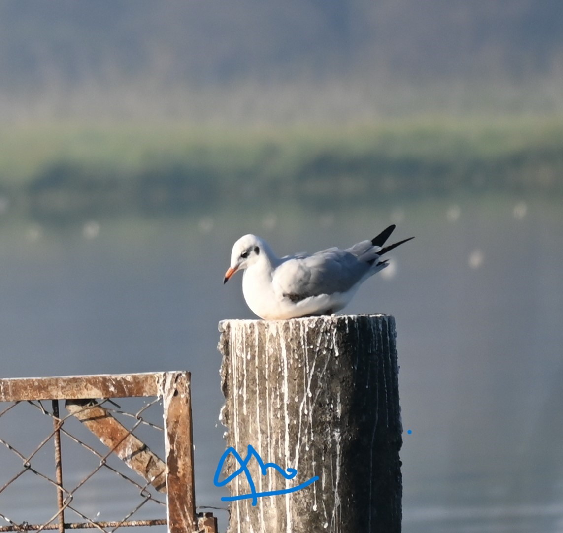 שחף בלתי-מזוהה - ML647212392