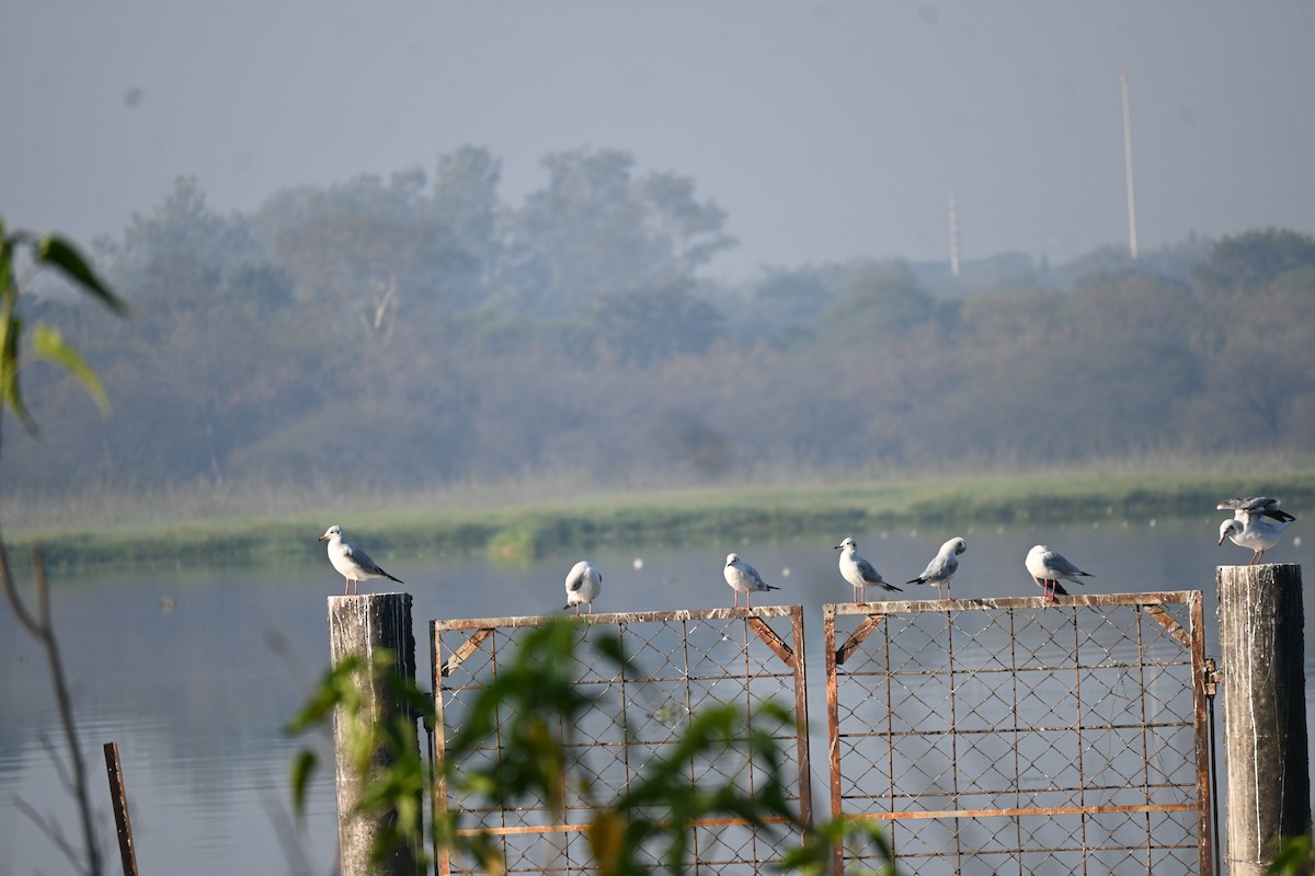 שחף בלתי-מזוהה - ML647212398