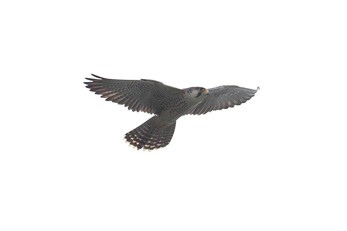 Peregrine Falcon (African) - ML647212402
