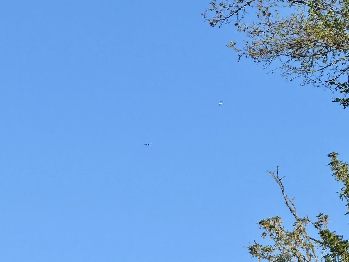 Pygargue à tête blanche - ML647212411