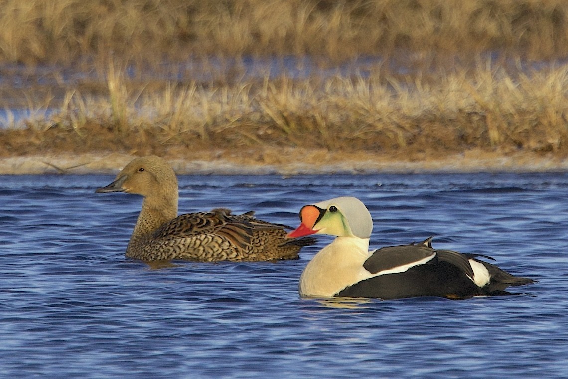 King Eider - ML647212417