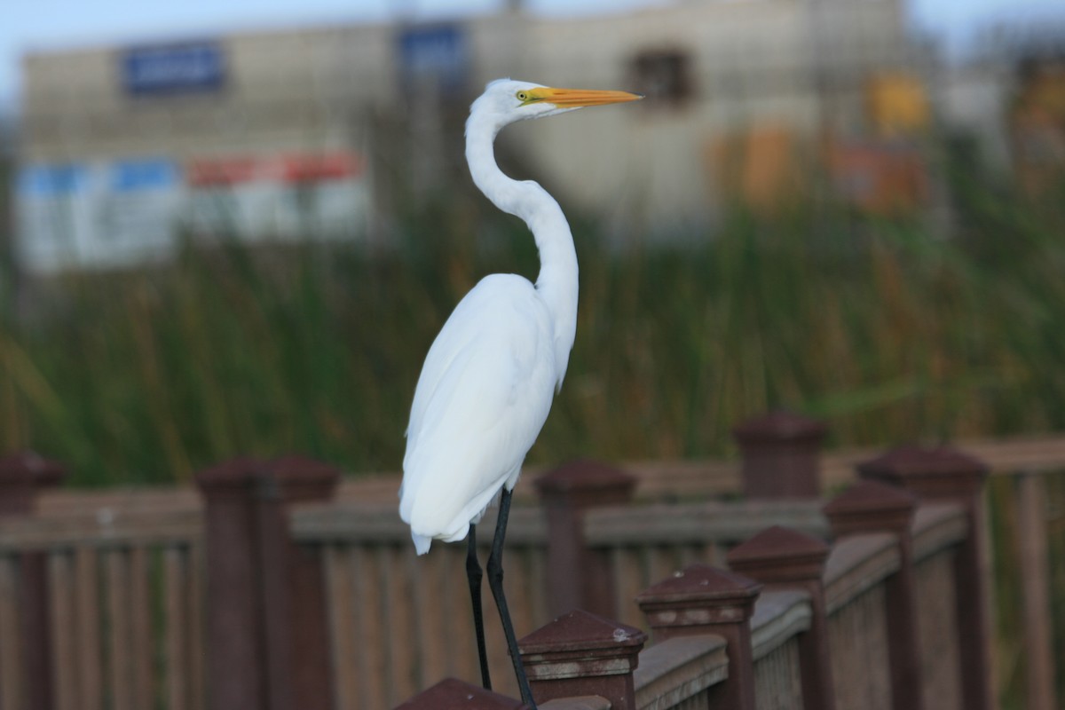Great Egret - ML647212421