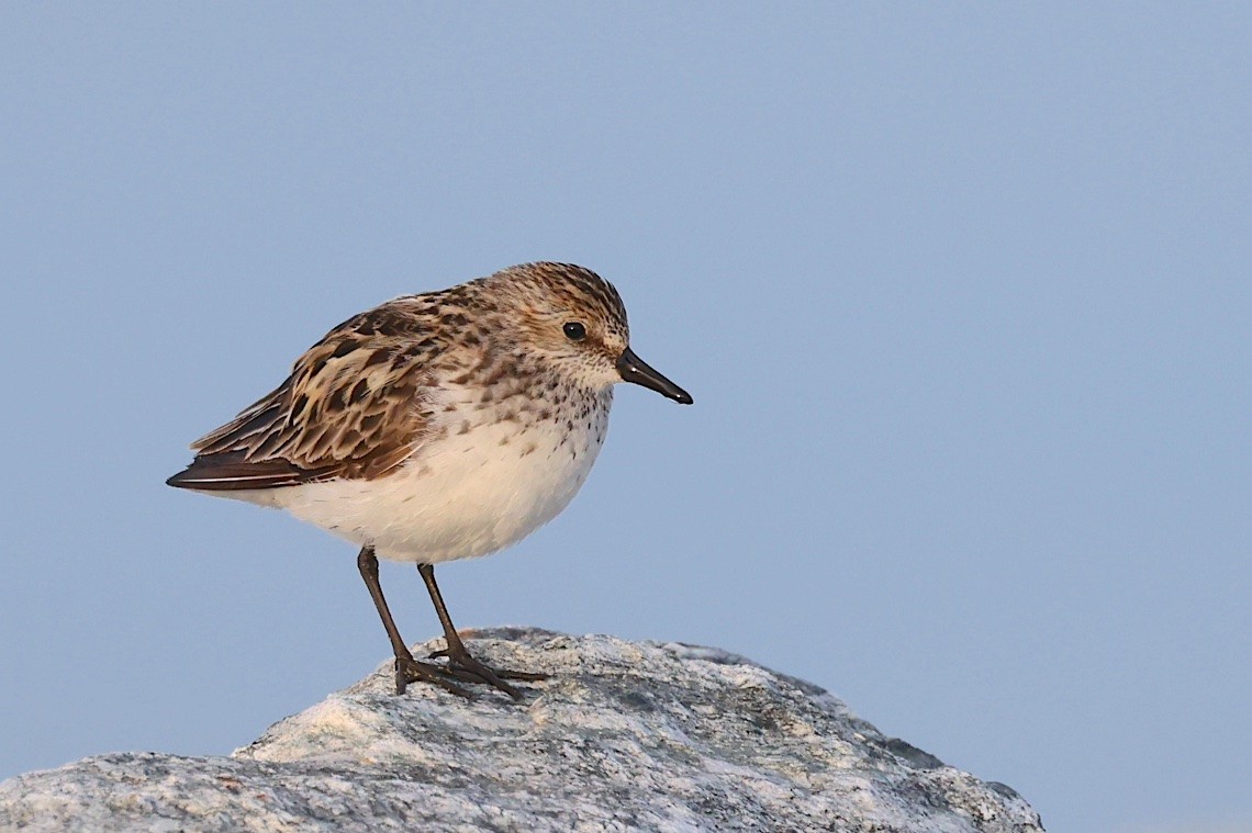 Semipalmated Sandpiper - ML647212423