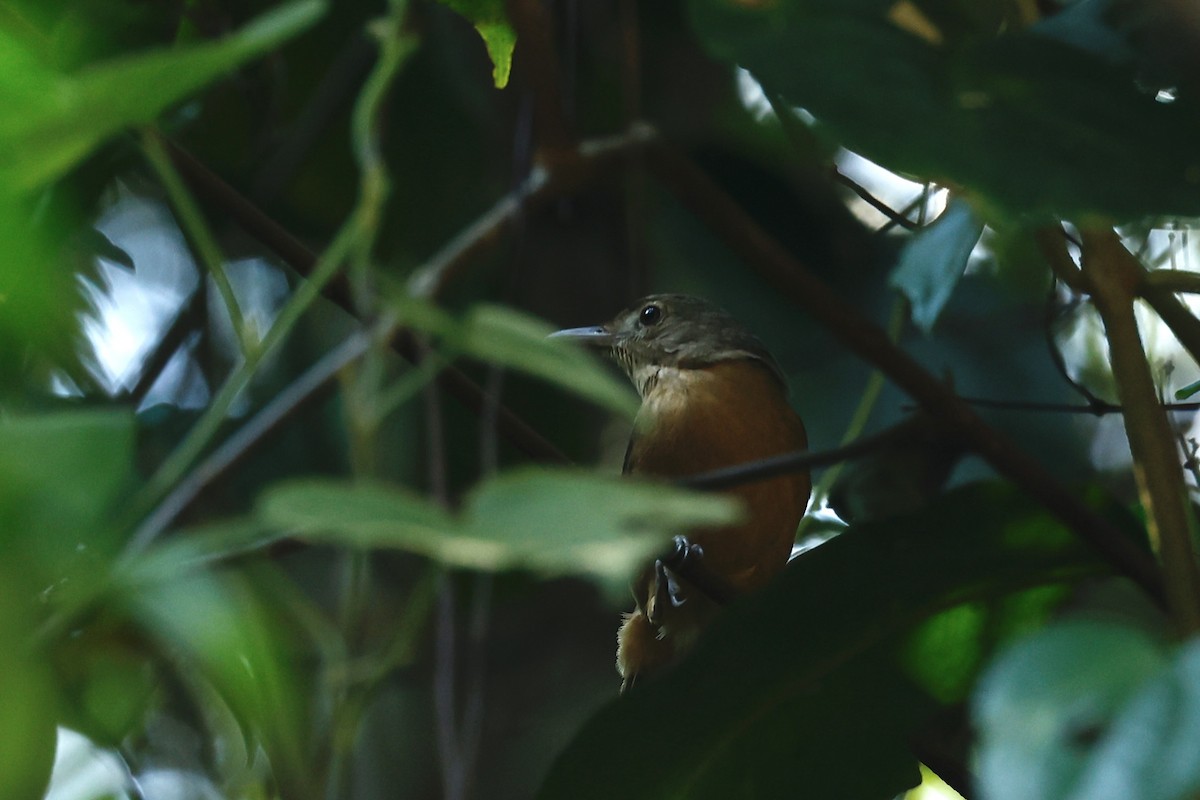 Little Shrikethrush (Rufous) - ML647212426