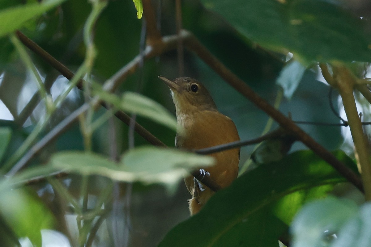 Little Shrikethrush (Rufous) - ML647212427