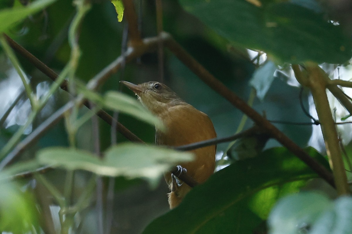 Little Shrikethrush (Rufous) - ML647212428