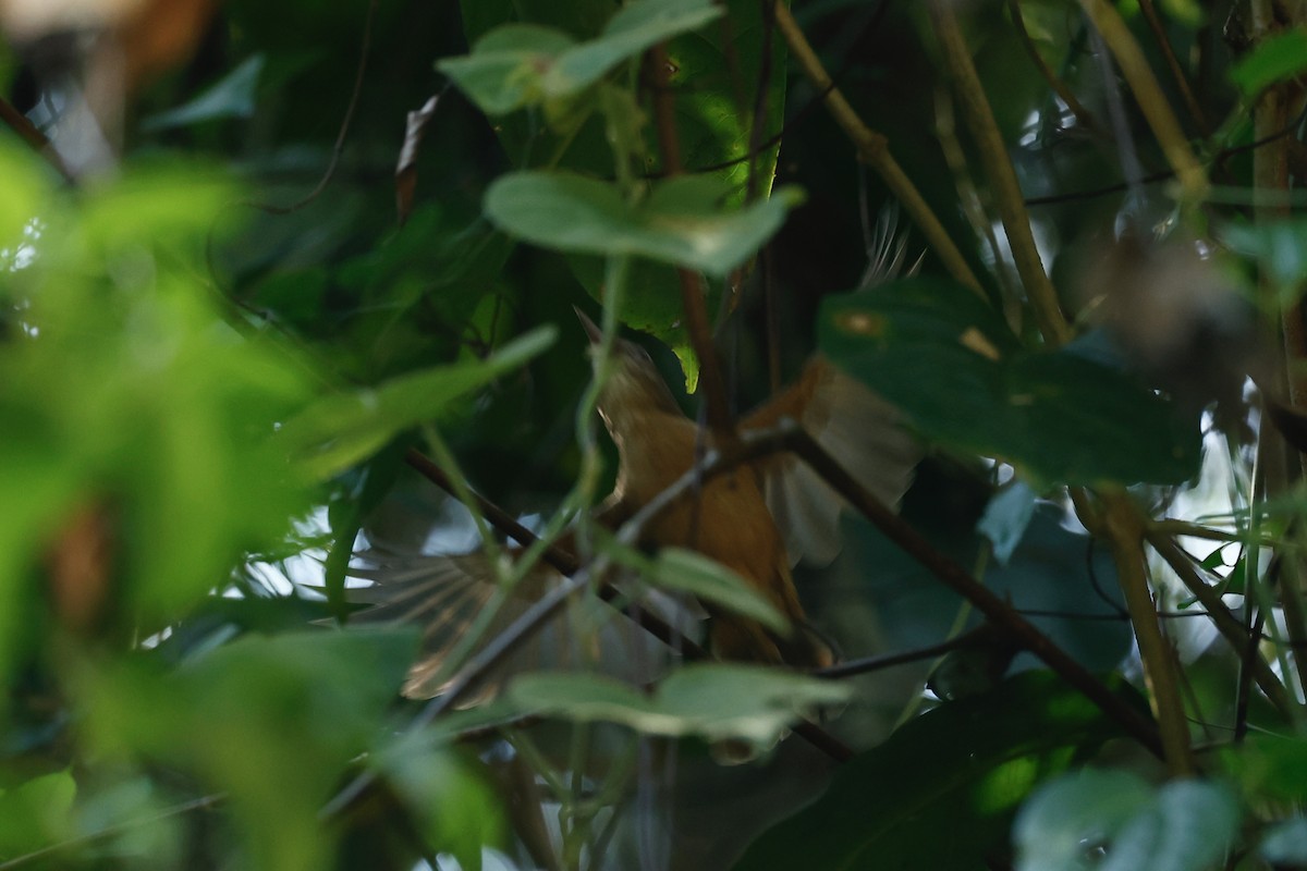 Little Shrikethrush (Rufous) - ML647212429