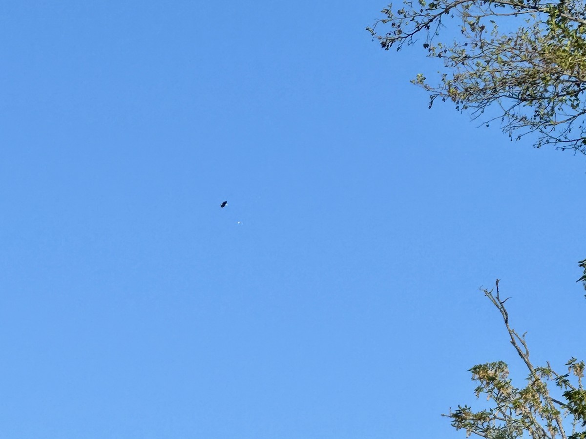 Pygargue à tête blanche - ML647212440