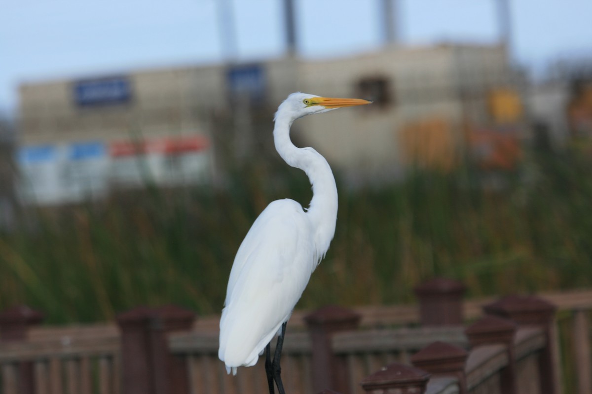 Great Egret - ML647212447