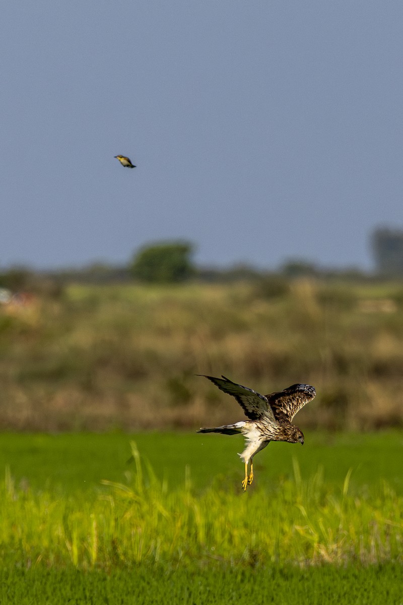 Eastern Marsh Harrier - ML647212451