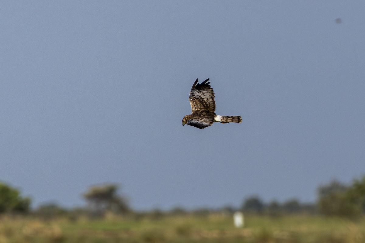 Eastern Marsh Harrier - ML647212452