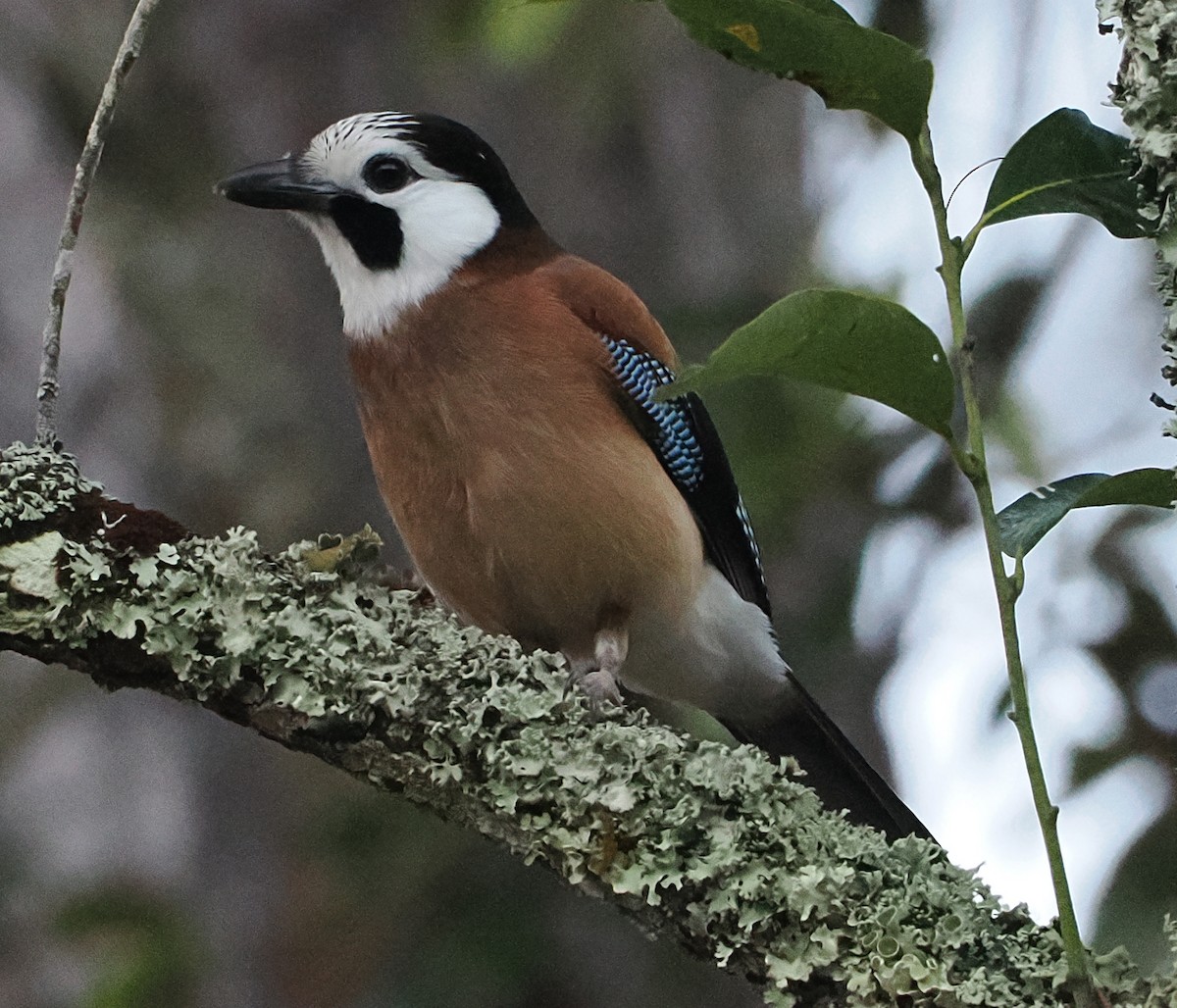 Eurasian Jay - ML647212454