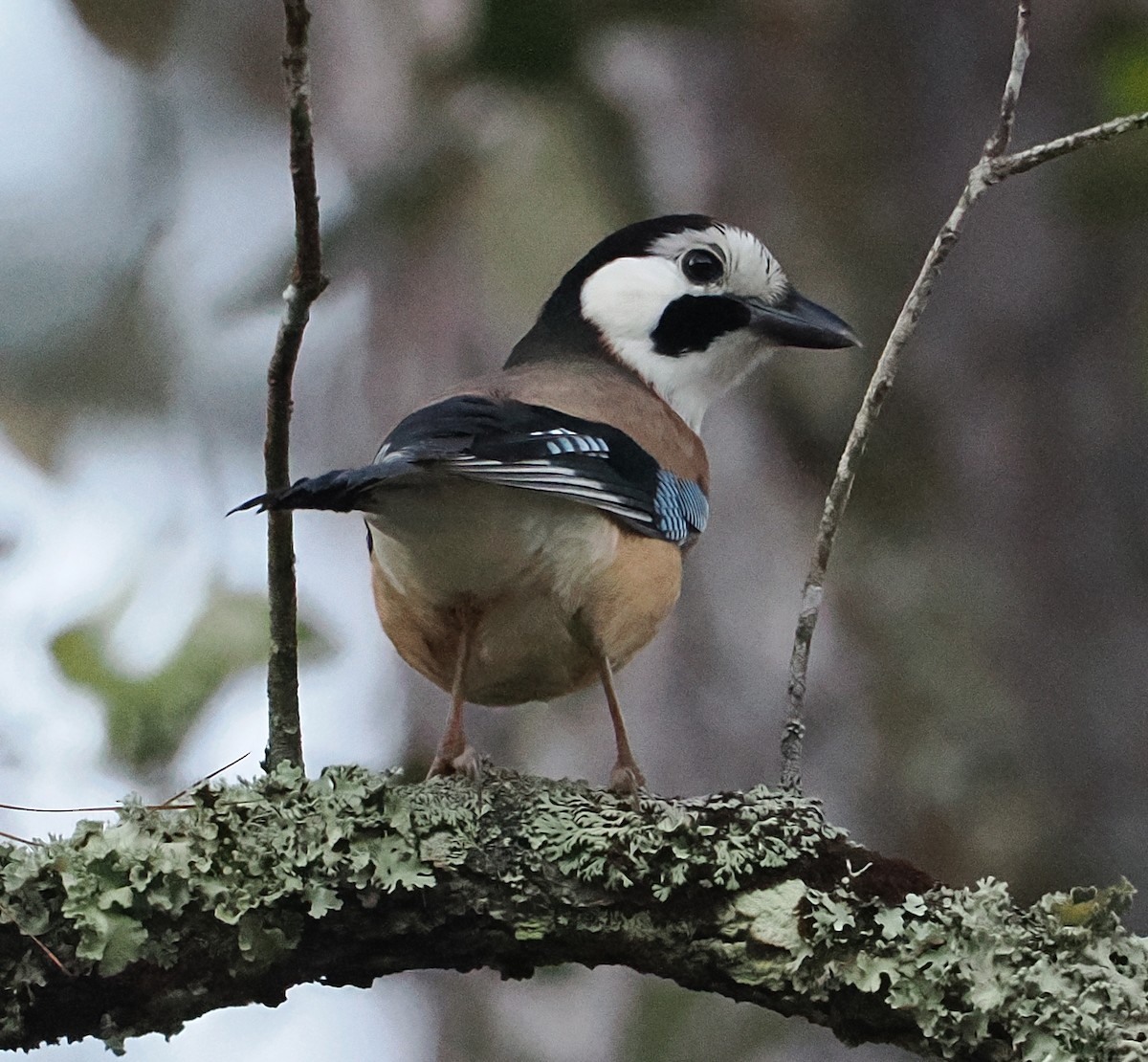 Eurasian Jay - ML647212455