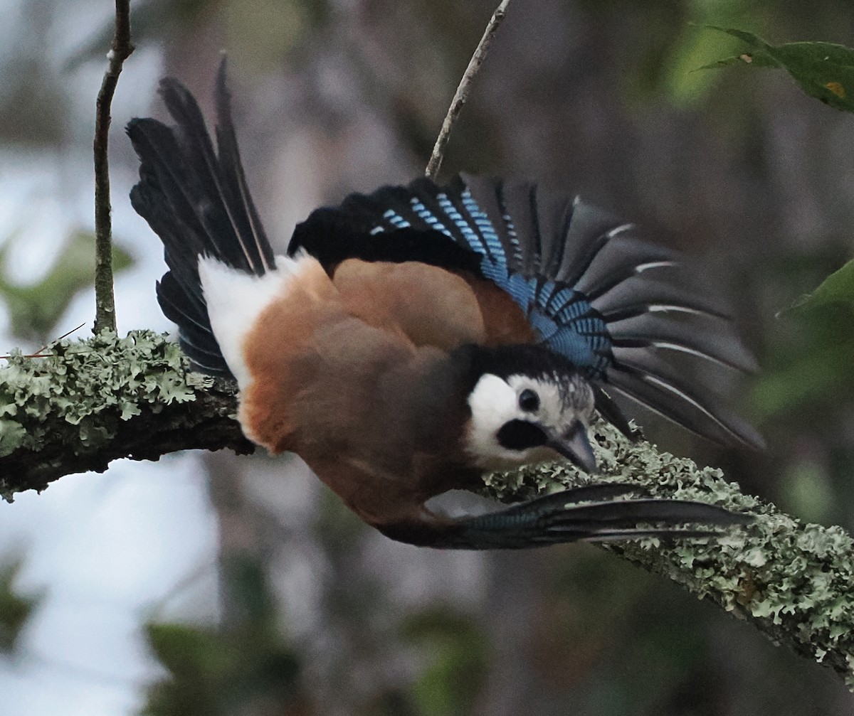 Eurasian Jay - ML647212456