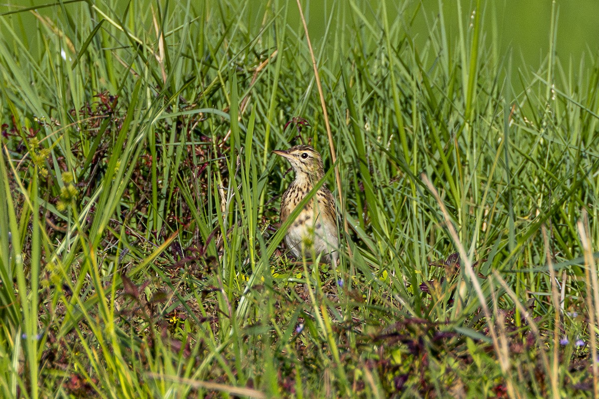 Richard's Pipit - ML647212462