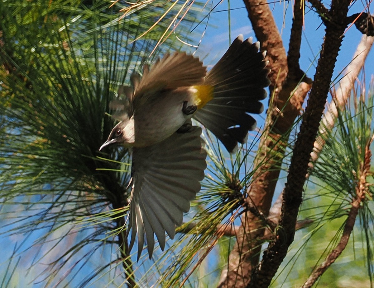 Bulbul Ventridorado - ML647212465