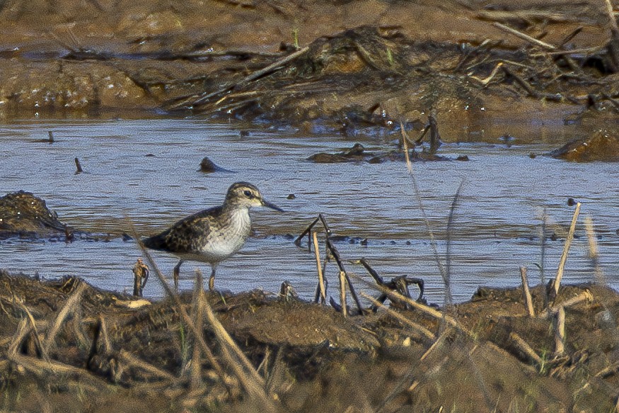 Long-toed Stint - ML647212466