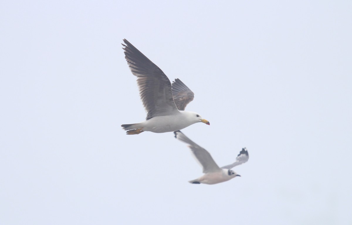 Belcher's Gull - ML647212467