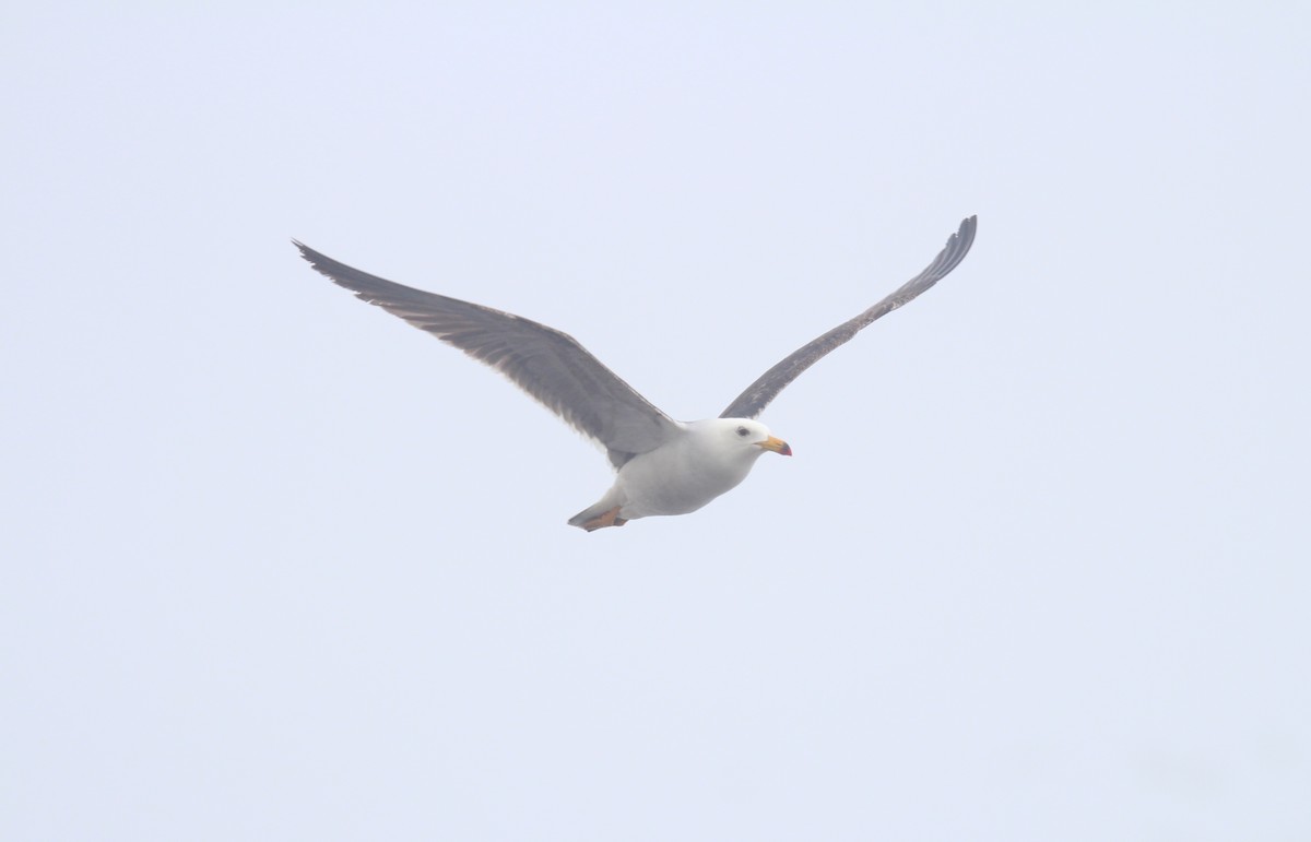 Belcher's Gull - ML647212468