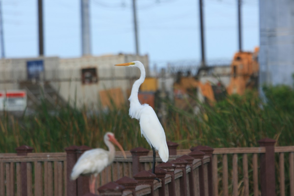 Great Egret - ML647212469