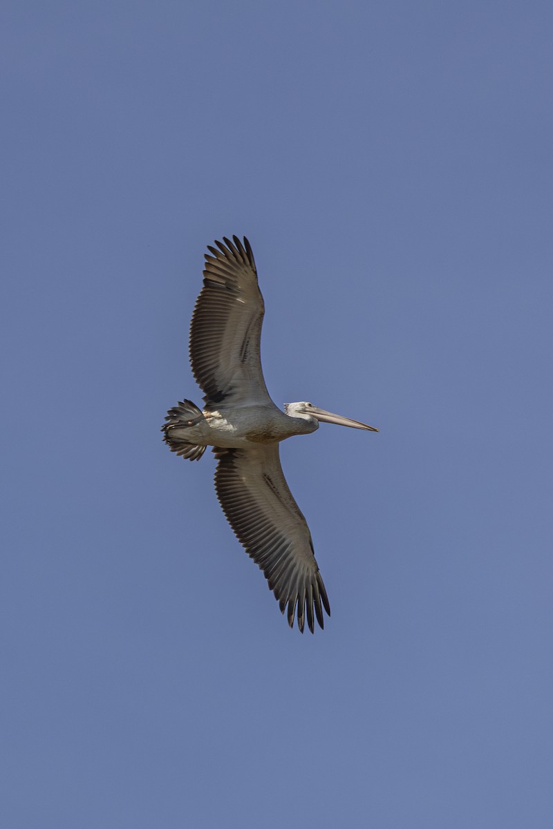 Пестроклювый пеликан - ML647212471