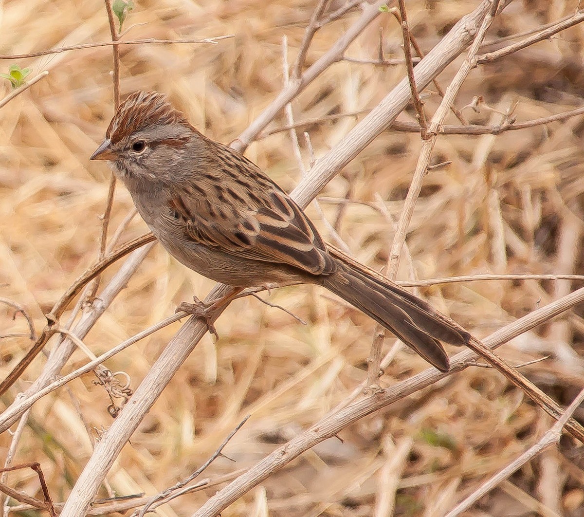 Rufous-winged Sparrow - ML647212484
