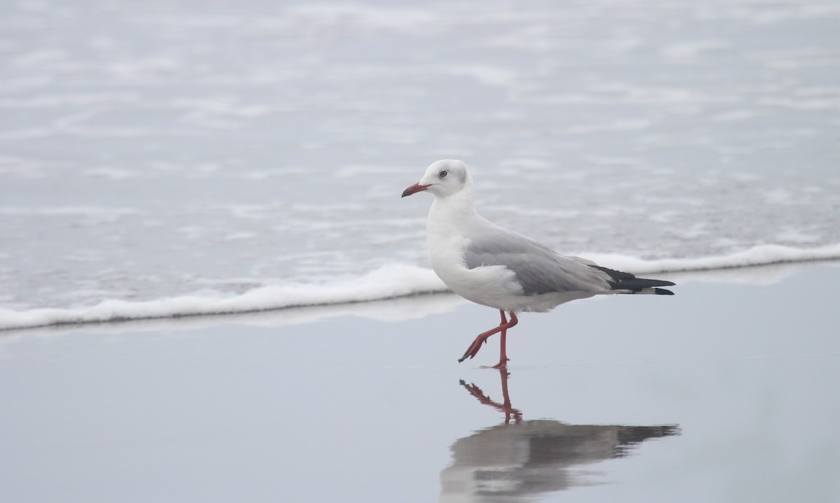 Мартин сіроголовий - ML647212486