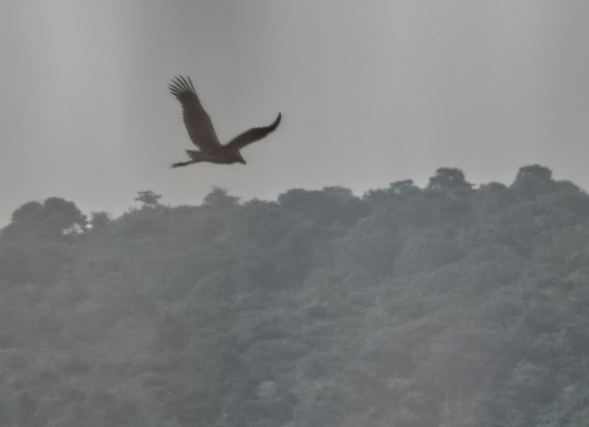 Китоголов - ML647212488