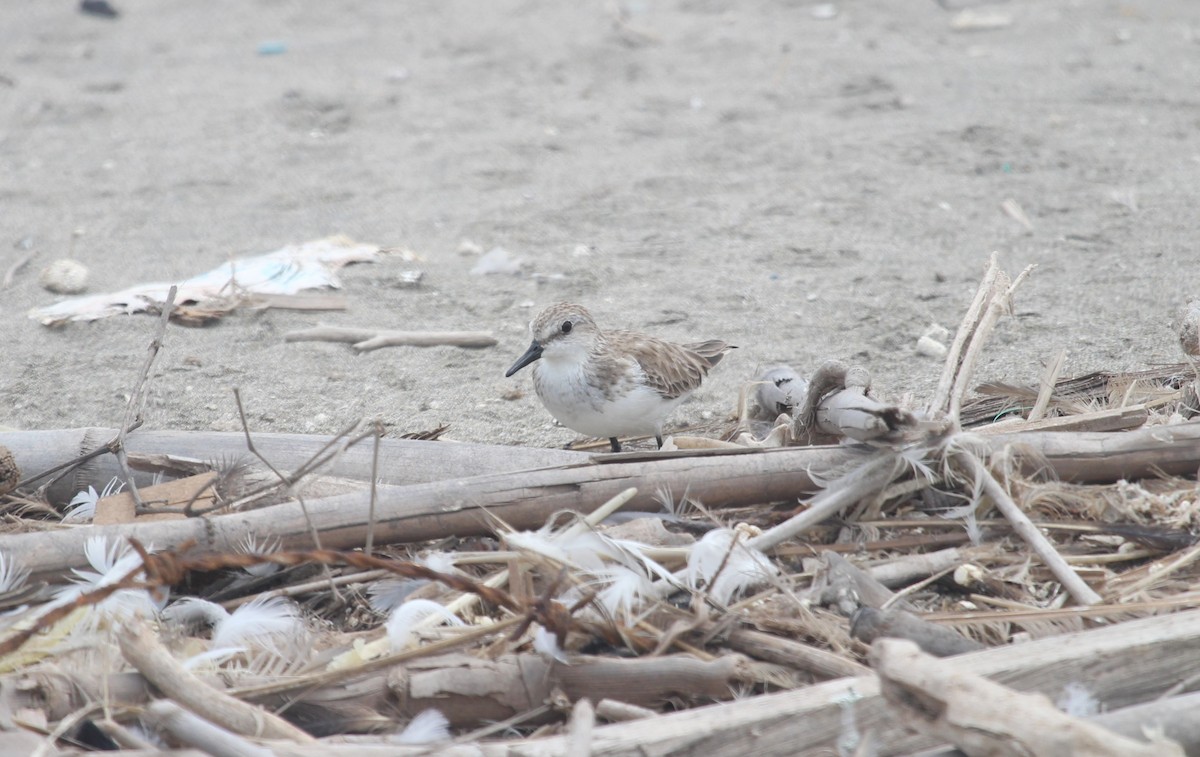 Semipalmated Sandpiper - ML647212493