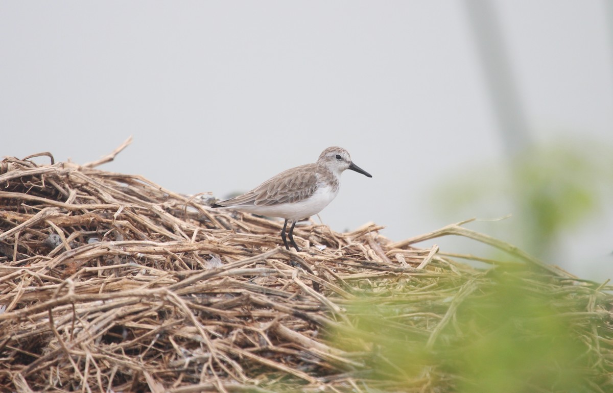 Semipalmated Sandpiper - ML647212494