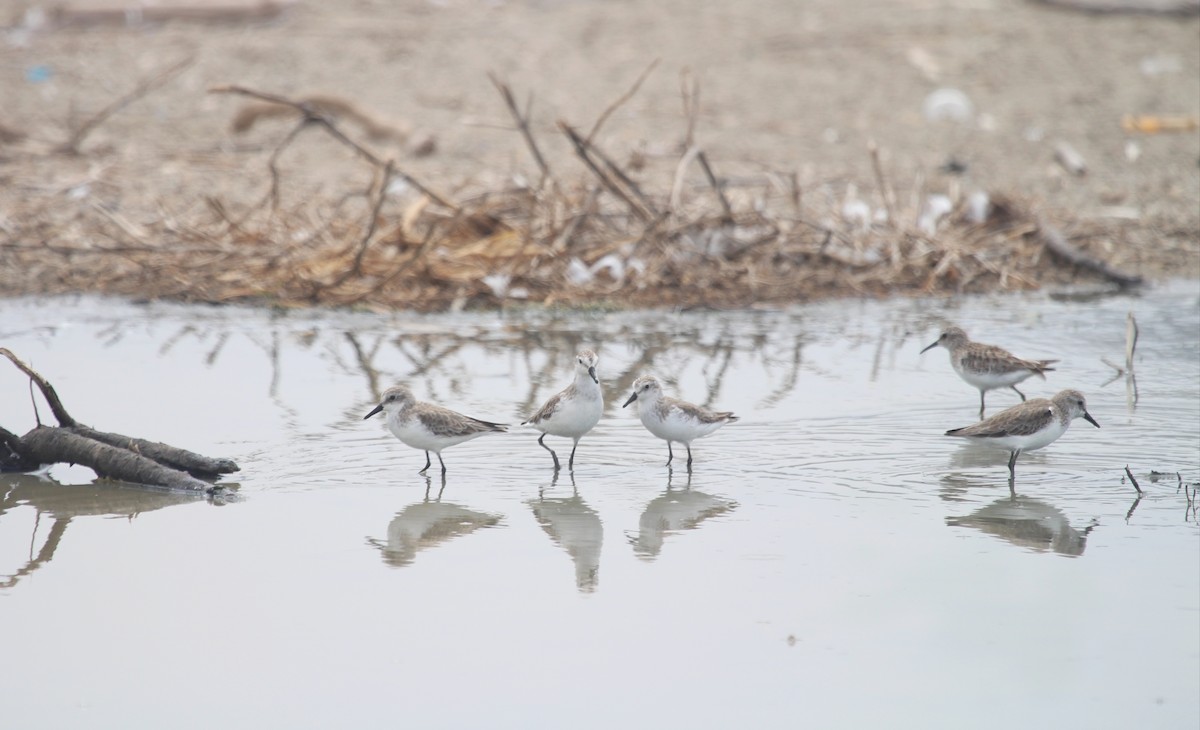 Semipalmated Sandpiper - ML647212495