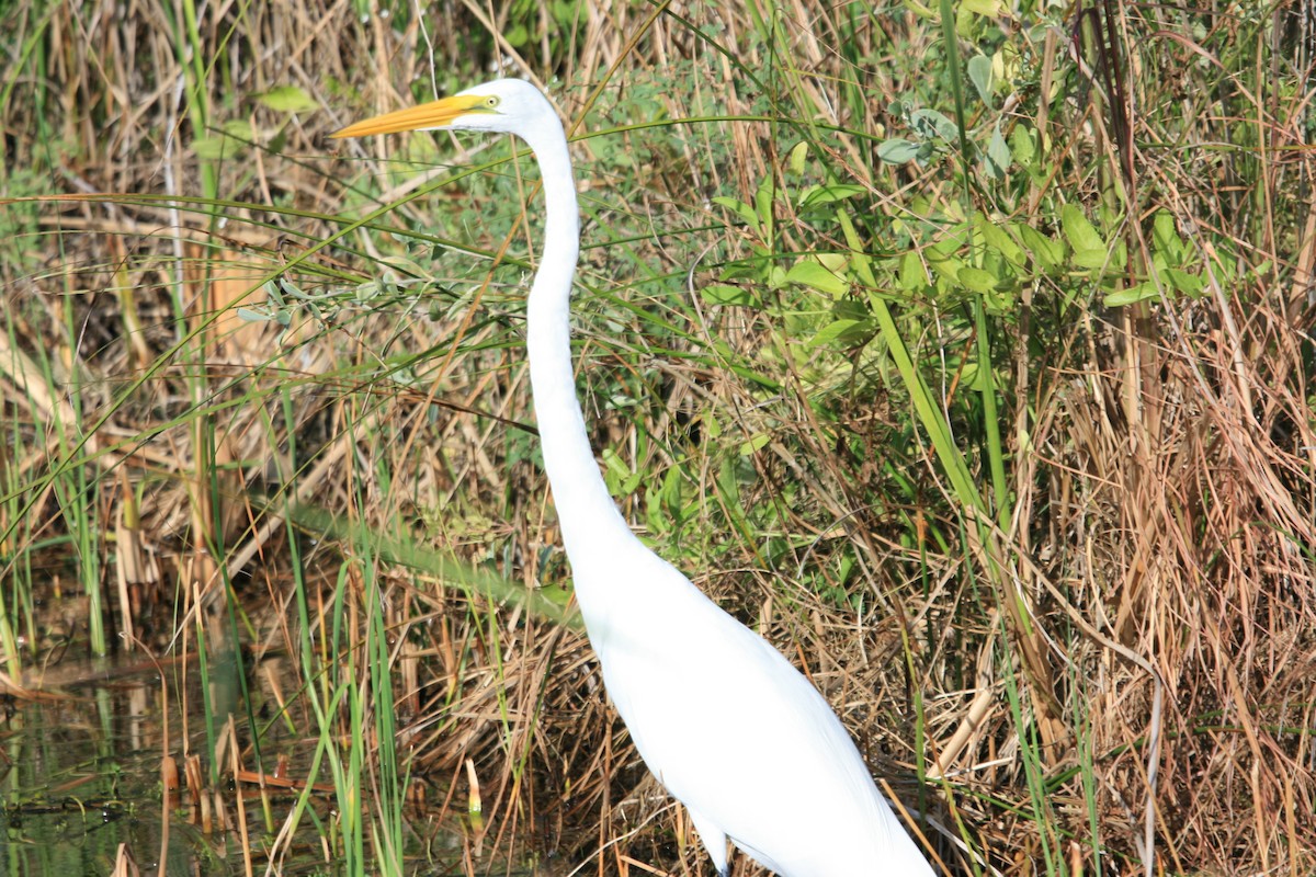 Great Egret - ML647212506