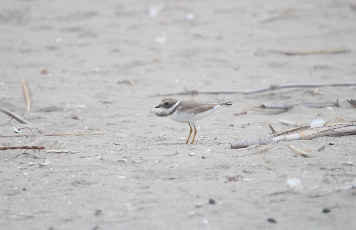 Semipalmated Plover - ML647212508