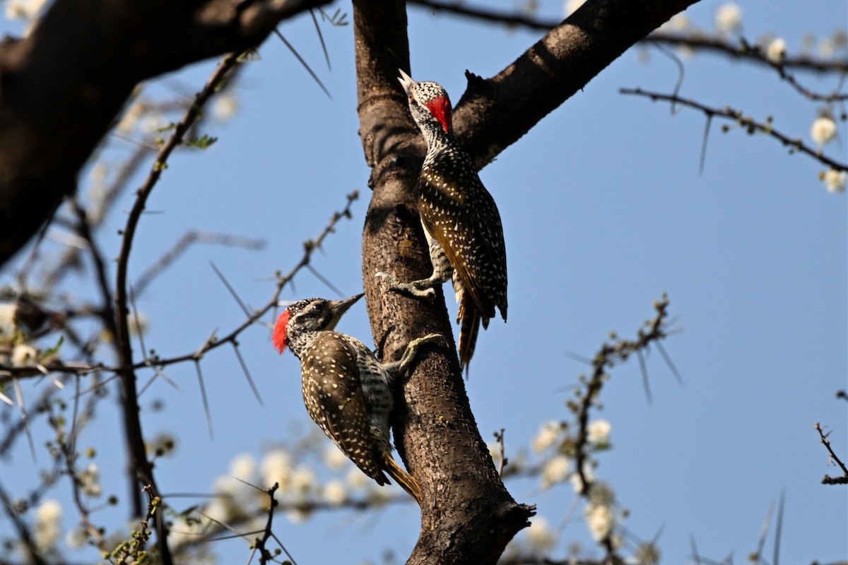 Pic de Nubie - ML647212512