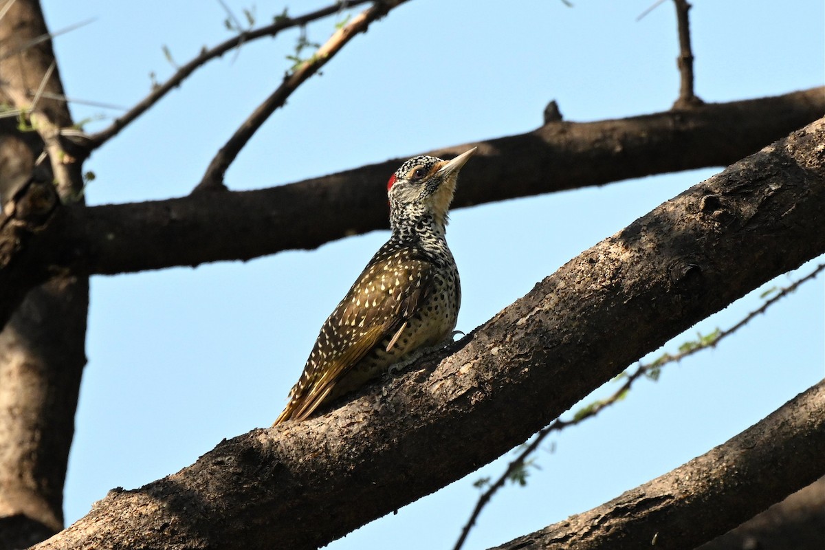 Pic de Nubie - ML647212513