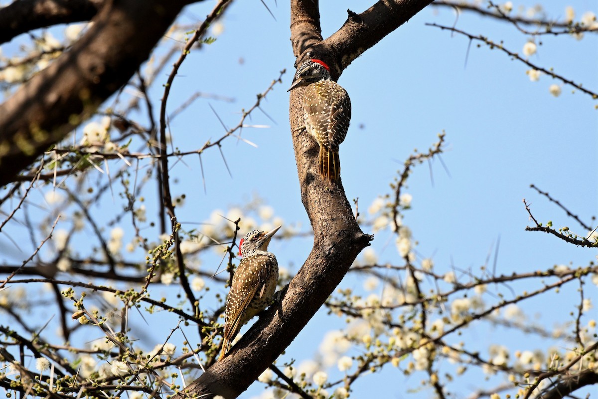 Pic de Nubie - ML647212514