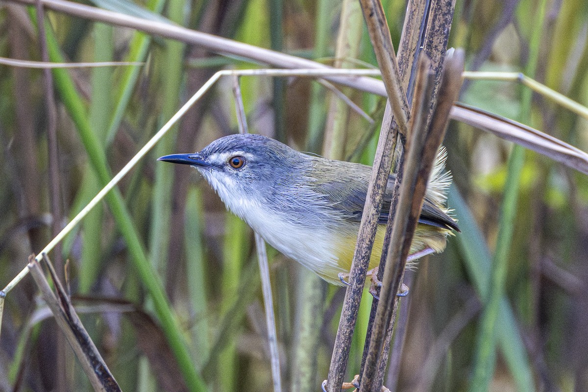 Yellow-bellied Prinia - ML647212518