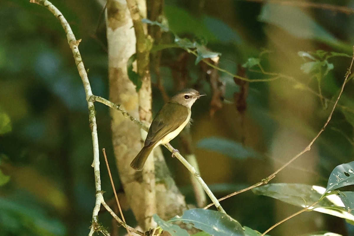 Gray Whistler - ML647212519