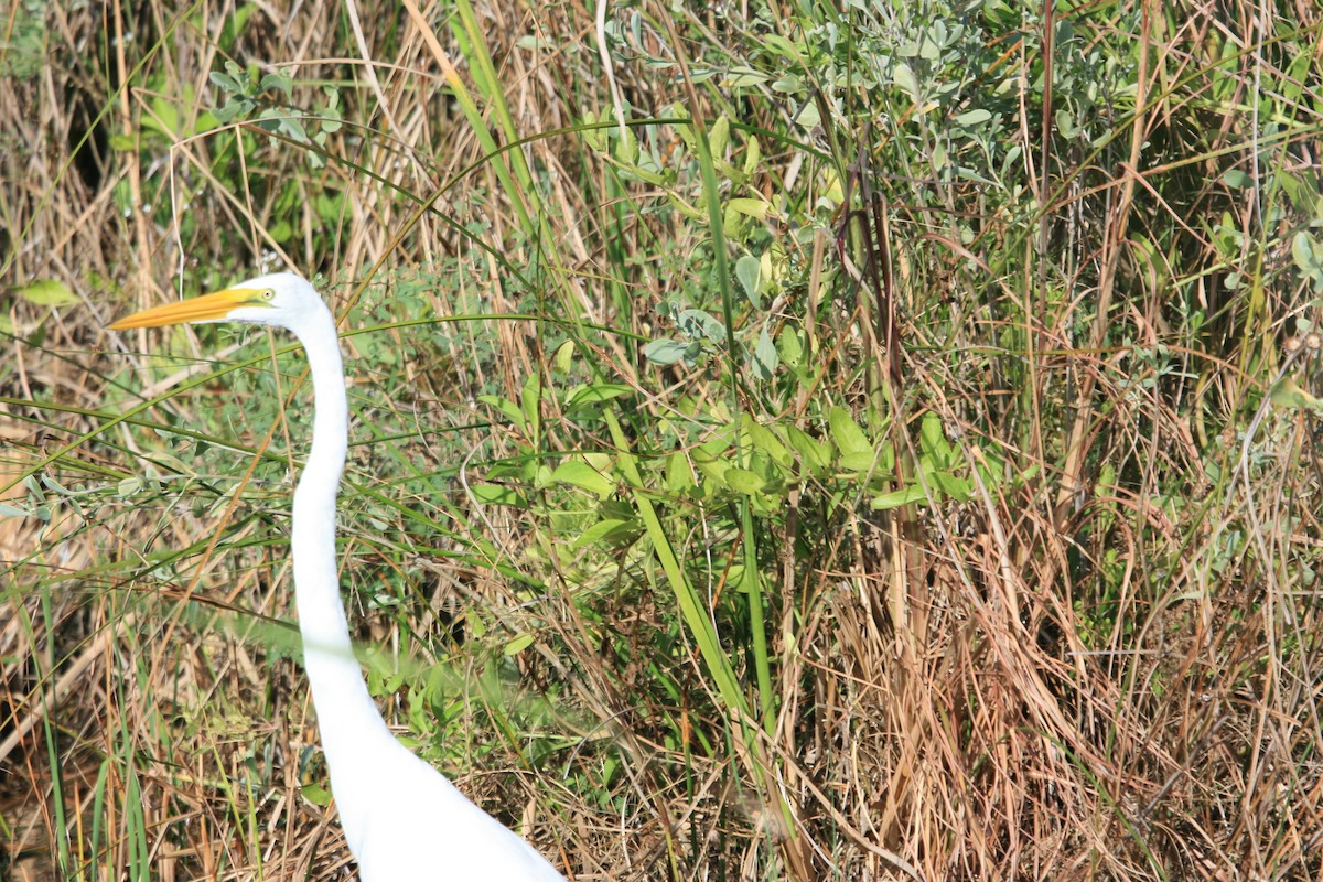 Great Egret - ML647212533