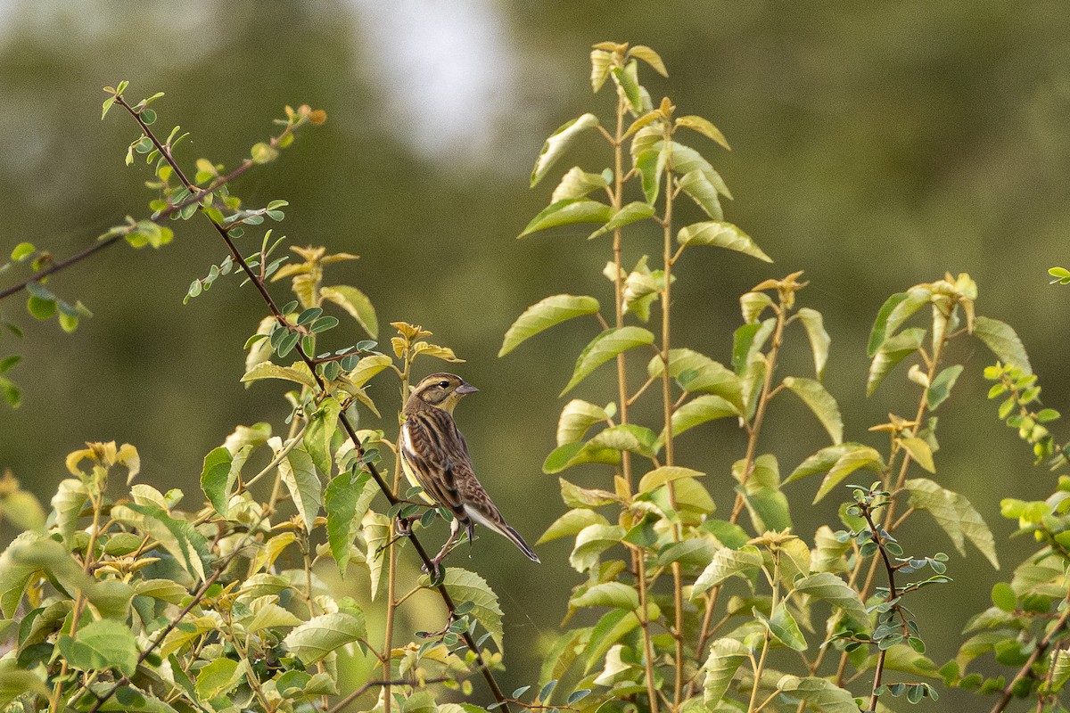 シマアオジ - ML647212534