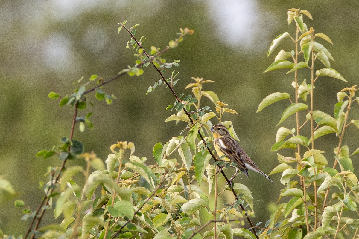 シマアオジ - ML647212535