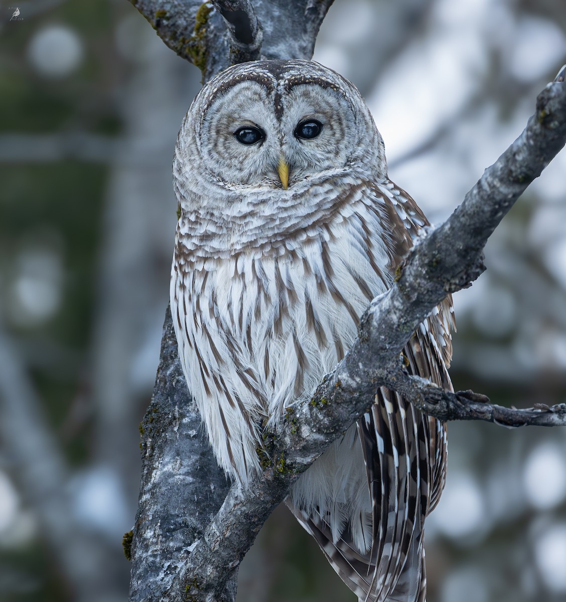 Barred Owl - ML647212536