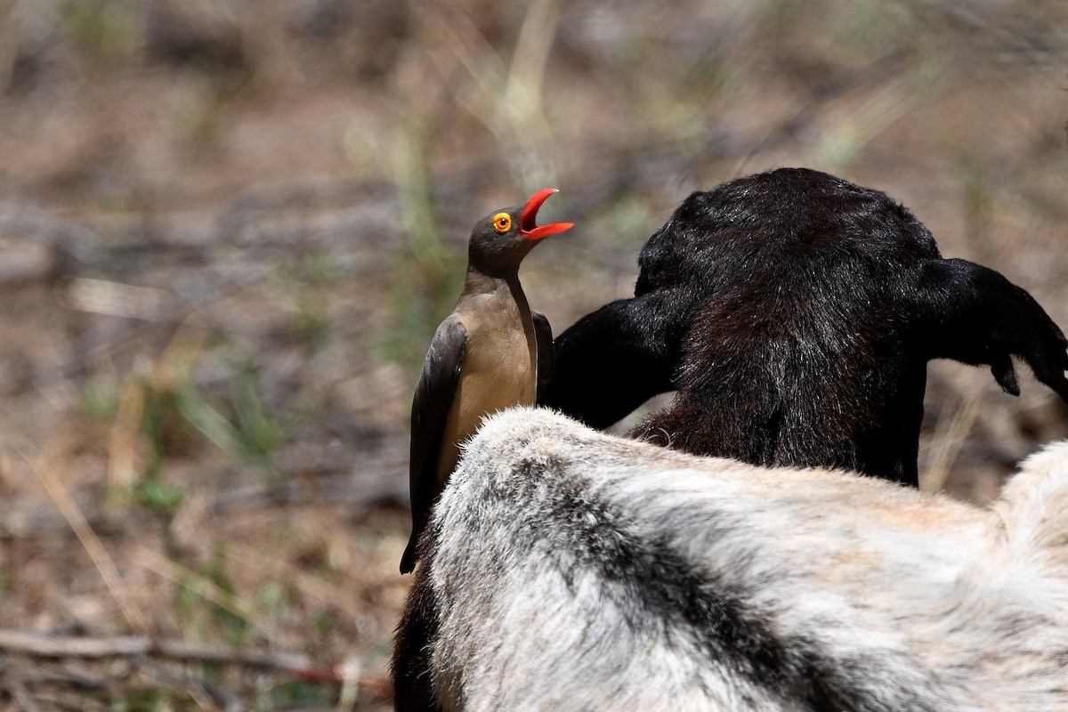Red-billed Oxpecker - ML647212538